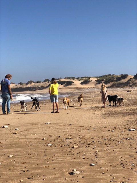 dogs on the beach