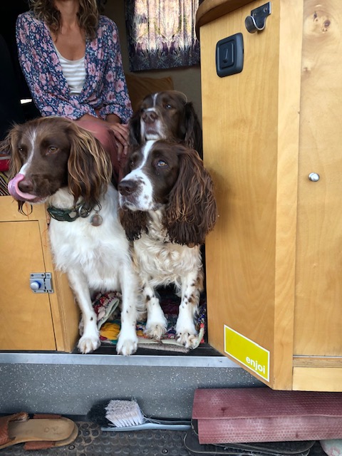 dogs in a a camper