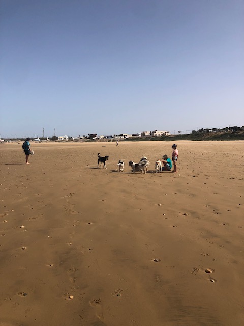 dogs on the beach