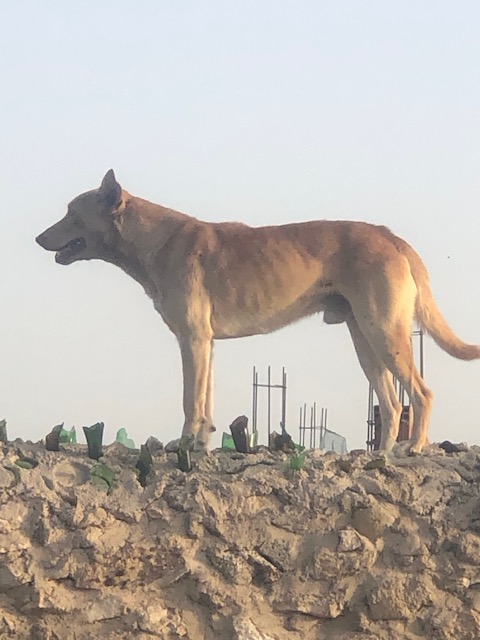 dog in morocco