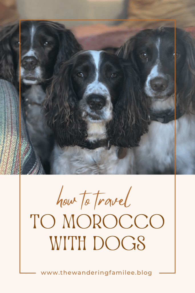 How to travel to Morocco with dogs